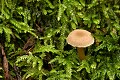 Mushroom - Big Basin State Park