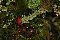 Moss - Big Basin State Park