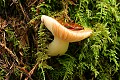 Mushroom - Big Basin State Park