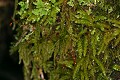 Moss - Big Basin State Park