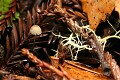 Mushroom - Big Basin State Park