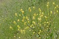 Field Mustard (Brassica rapa)