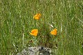 California poppy (Eschscholzia californica) 