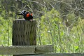 Red-winged Blackbird (Agelaius phoeniceus)