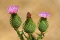 Bull Thistle (Cirsium vulgare)