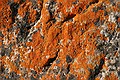 Lichen