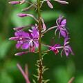 Elegant Clarkia (Clarkia elegans)