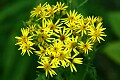 Arrowhead Butterweed (Senecio triangularis)