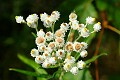 Pearly Everlasting (Anaphalis margaritacea)