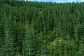 Mt. Saint Helens tree farm