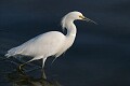 Snowy Egret (Egretta thula), Lake Merritt