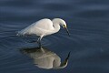 Snowy Egret (Egretta thula), Lake Merritt