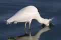Snowy Egret (Egretta thula) feeding, Lake Merritt