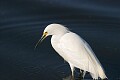 Snowy Egret (Egretta thula), Lake Merritt