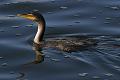 Double-crested Cormorant (Phalacrocorax auritus), Lake Merritt