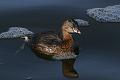 Pied-billed Grebe (Podilymbus podiceps), Lake Merritt