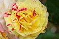 Oakland Rose Garden