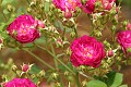 Oakland Rose Garden