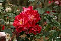 Oakland Rose Garden