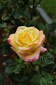 Oakland Rose Garden