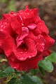 Oakland Rose Garden