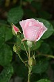 Oakland Rose Garden