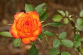 Oakland Rose Garden