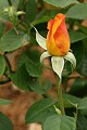 Oakland Rose Garden