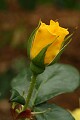 Oakland Rose Garden