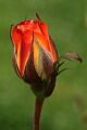 Oakland Rose Garden