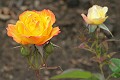 Oakland Rose Garden