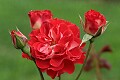 Oakland Rose Garden