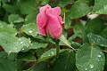 Oakland Rose Garden