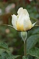 Oakland Rose Garden