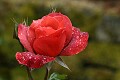 Oakland Rose Garden