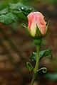Oakland Rose Garden