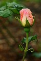 Oakland Rose Garden