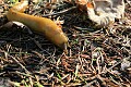 Pacific Banana Slug (Ariolimax columbianus)