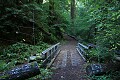 Canyon Trail - Butano Redwoods State Park