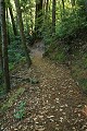 Canyon Trail - Butano Redwoods State Park