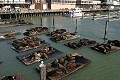 California Sealions at Pier 39