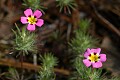 Mustang Clover (Linanthus montanus)