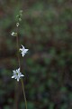 Woodland Star (Lithophragma affine)