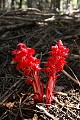 Snow Plant (Sarcodes sanguinea)