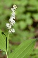 False Solomon's Seal (Smilacina racemosa)