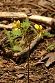 Pine Violet (Viola lobata)
