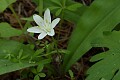 Bride's Bonnet (Clintonia uniflora)