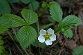 Wild Strawberry (Fragaria californica)