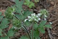 California Waterleaf (Hydrophyllum occidentale)