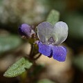 Torrey's Blue Eyed Mary (Collinsia torreyi)